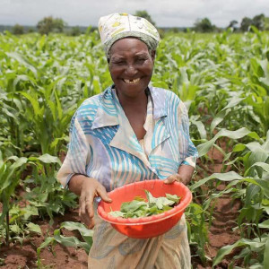 food and nutrition hero 1920 josh estey malawi woman famer 780x520