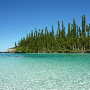 1024px 0 Araucaria columnaris New Caledonia